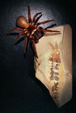 Australian spider next to a fossil