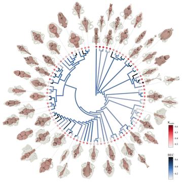 illustration of ray-finned fishes various brain sizes