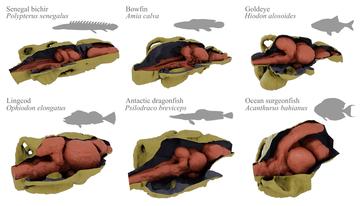 Illustration of ray-finned fishes brains inside of their endocasts