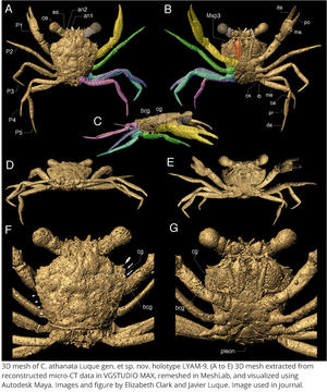 Cretapsara athanata. Images and figure by Elizabeth Clark and Javier Luque.