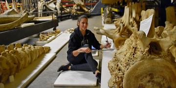 Amandine Gillet at the Smithsonian with whale fossils 2017