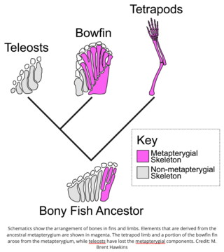 Schematics show the arrangement of bones in fins and limbs. Credit: M. Brent Hawkins