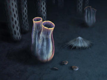 Artistic reconstruction of Megasiphon thylakos by Franz Anthony