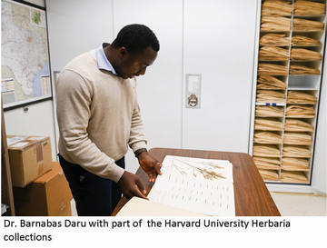 Barnabas Daru in the Harvard University Herbaria Collections