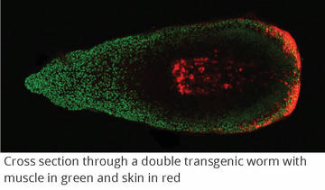 Cross section through a double transgenic worm with muscle in green and skin in red. Image by Lorenzo Ricci