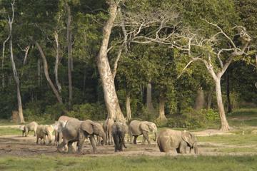 Dzanga Sangha National Park_Markus Mauthe-Greenpeace