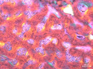 Under polarized light, an image of the fibrolamellar bone described in the youngest specimens sampled in this study.