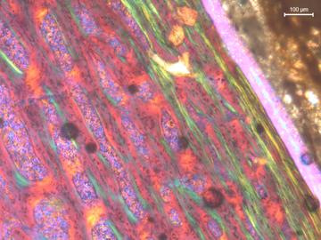 Under polarized light, an image of the fibrolamellar bone at the outer surface of the femur of the youngest specimens sampled in this study
