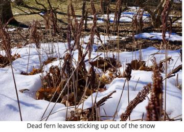 Dead fronds in frozen snow. Jacob Suissa
