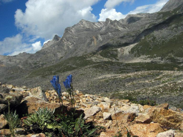 Gentiana hexaphylla in Himalaya-Hengduan Region. Credit: David Boufford