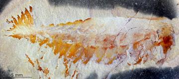 Utaurora comosa from the Wheeler Formation, Utah, USA (Cambrian: Drumian). Photo by S. Pates