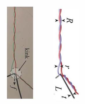 Experiments and simulations show the tine moving along the double helix from the clamped end towards the free end. It sometimes forms a kink about which the helix whirls as link flows out of the bundle. (Credit: Mahadevan Lab/Harvard SEAS)