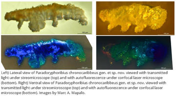 lateral-ventral microscopic images of Paradoryphoribius chronocaribbeus. Marc A. Mapalo
