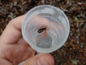 Leech that has regurgitated part of its blood meal