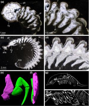 The limbs of trilobites were wedge-shaped in cross-section, which allowed for enrolment of the body as they fit snuggly together.