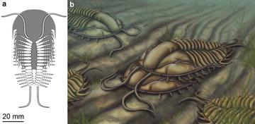Reconstruction of mating in Olenoides serratus