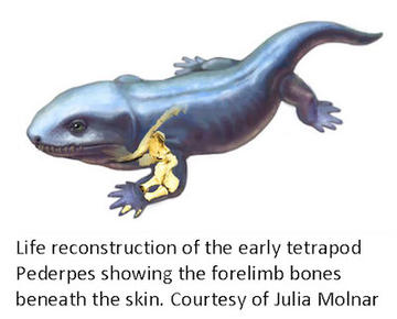 Pederpes Forelimb Reconstruction Julia Molnar
