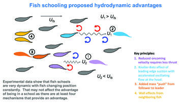Schooling.ms1.suppl.overview.graphic