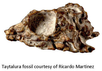 Taytalura fossil courtesy of Ricardo Martinez