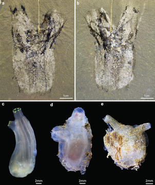 Comparisons between M. thylakos and a modern tunicate
