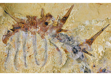 Cambrian Fossil