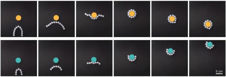 Link-bots exhibit collective behavior and can perform a variety of tasks, including transport of objects.  Credit- Harvard John A. Paulson School of Engineering and Applied Sciences