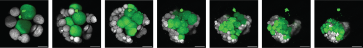 embryos of the marine worm Hofstenia miamia growing over an 18-hour period with some cells glowing green