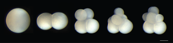 Embryo of marine worm Hofstenia miamia in stages of 2-4-6-8 cells