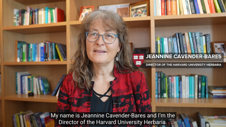 Jeannine Cavender-Bares sitting in front of a bookshelf in her office at Harvard