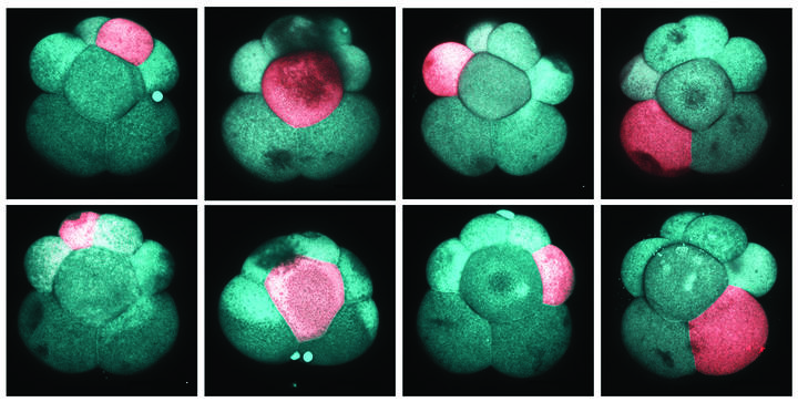 Images showing how single cells of the embryo were specifically and systematically converted to red color by Julian Kimura