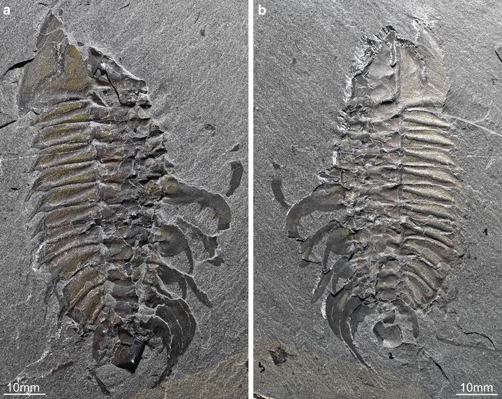 Adult male specimen of the trilobite Olenoides serratus with claspers: a) Part. b) Counter part.