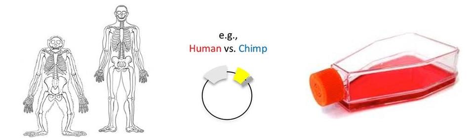 Skeleton of chimp and human, graphic, bottle with red cap on its side