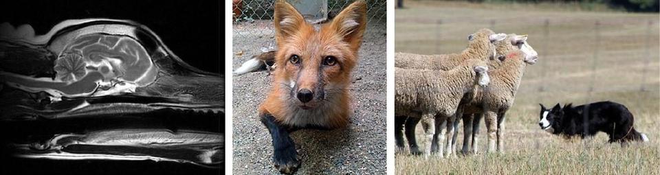 Brain scan, fox sitting, sheep and dog in a field