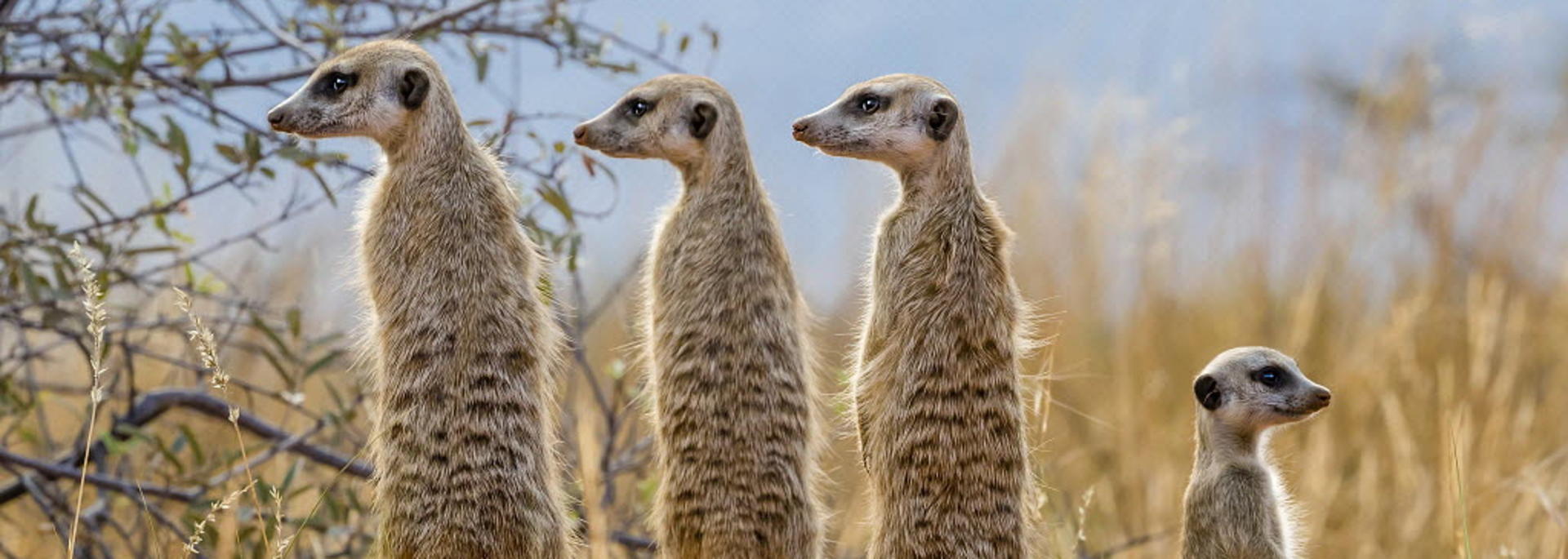 Meerkat family. Nature Picture Library