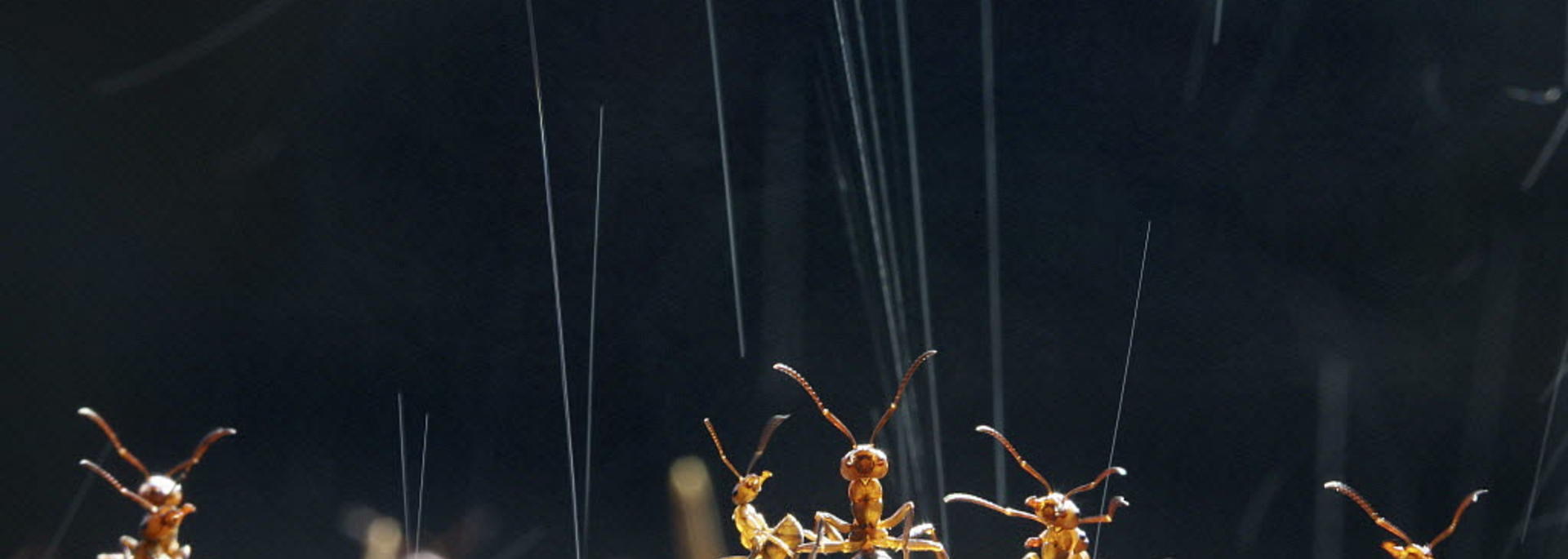 Wood Ant (Formica rufa) workers on top of their nest synchronise ejection of formic acid droplets to maximise deterrent effect on potential predator, UK. Kim Taylor/naturepl.com