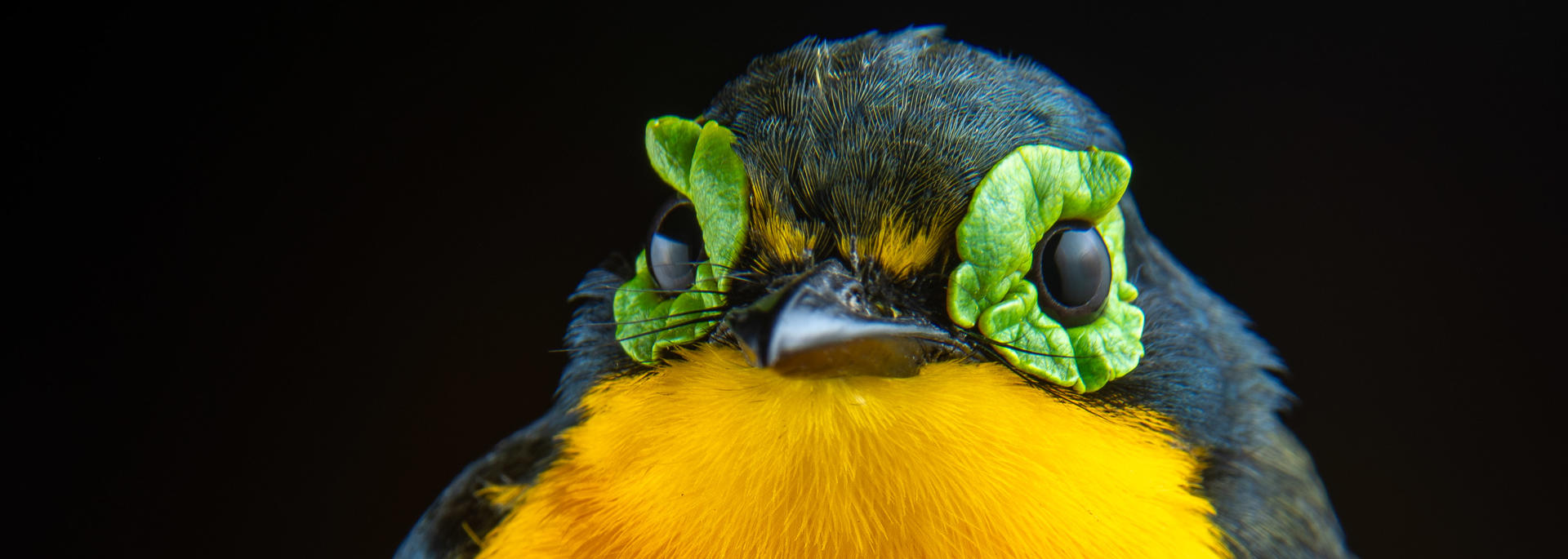 Jonathan Schmitt image of bird