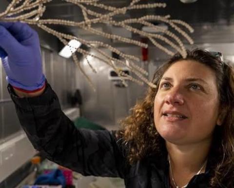Woman wearing gloves and touching a sea urchin